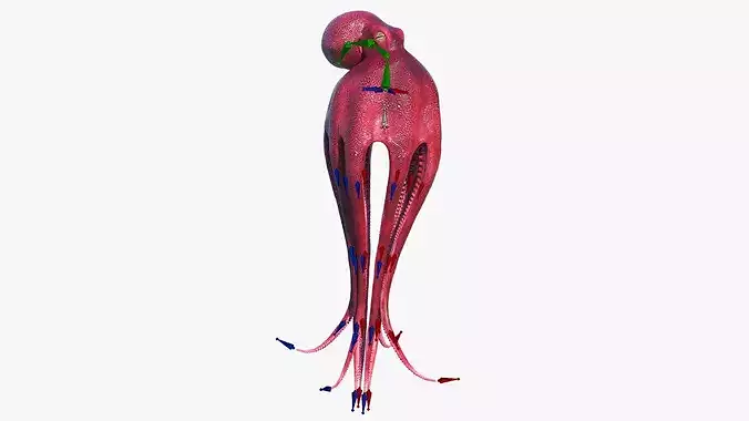 Octopus Vulgaris Rigged for Blender 3D model 3