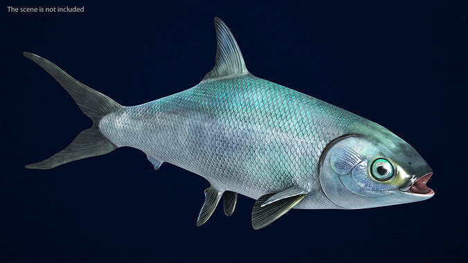 Milkfish 3D model