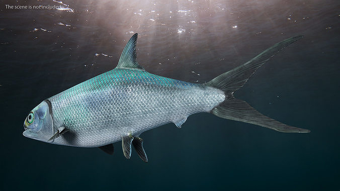 Milkfish 3D model 2