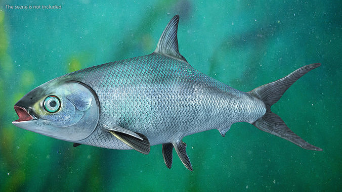 Milkfish 3D model 3