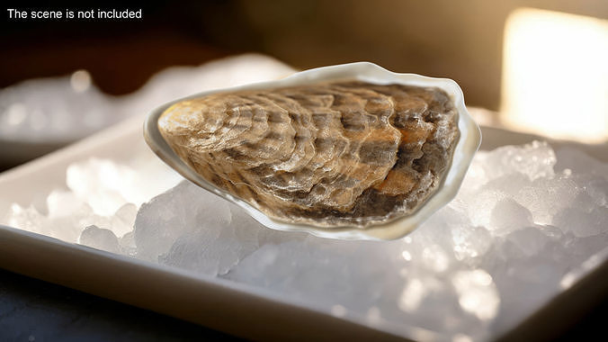 Closed Sea Oyster 3D model