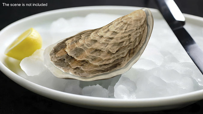 Closed Sea Oyster 3D model 2