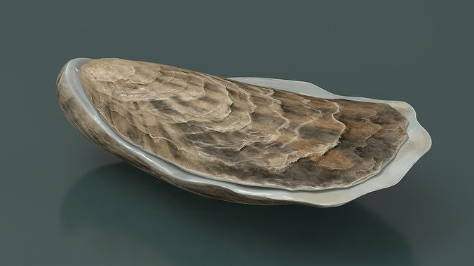 Closed Sea Oyster 3D model 3