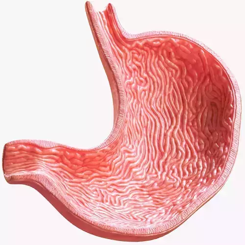 Human Stomach Cross Section 3D model