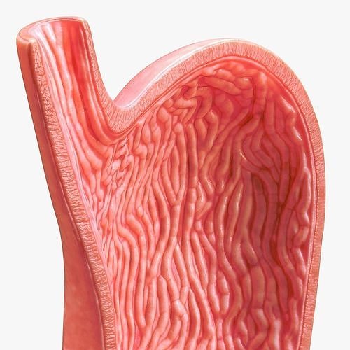 Human Stomach Cross Section 3D model 2