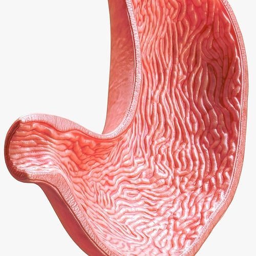 Human Stomach Cross Section 3D model 3