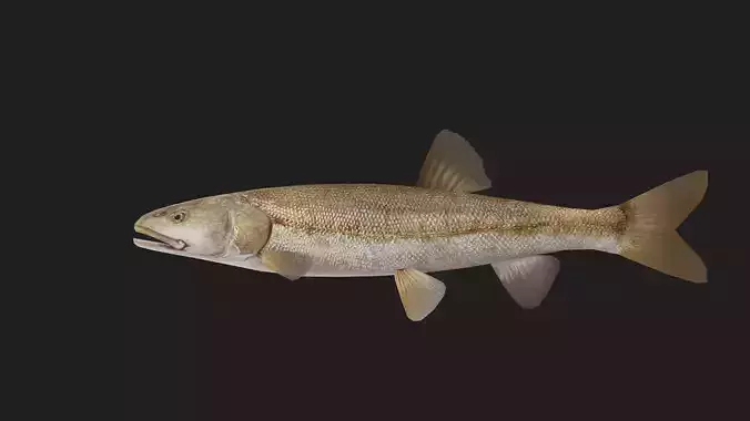 Carp fish Low-poly 3D model