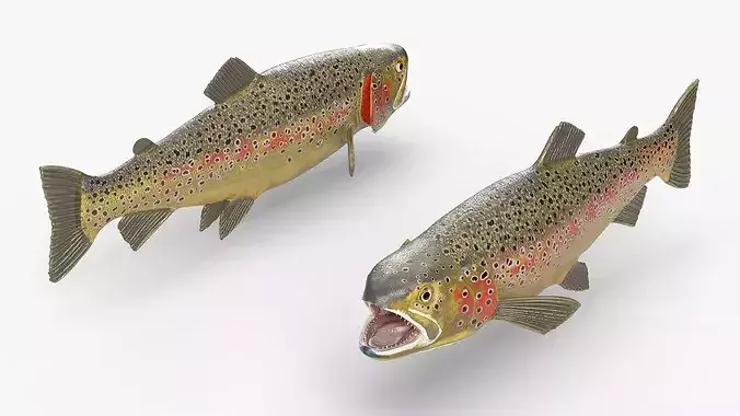 Brown Trout Fish Rigged for Maya 3D model 3