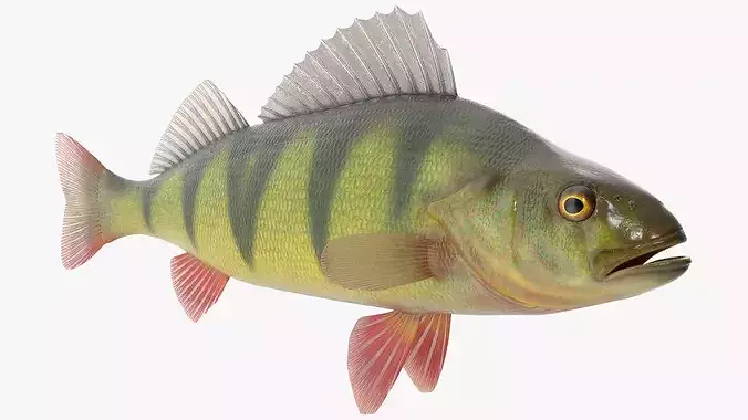 Yellow Perch Fish Rigged for Cinema 4D 3D model