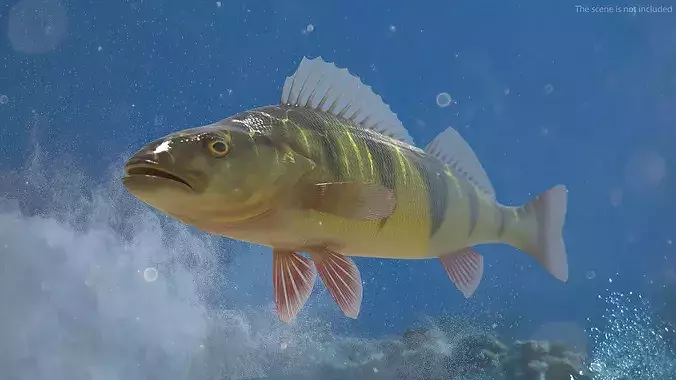 Yellow Perch Fish Rigged for Cinema 4D 3D model 2
