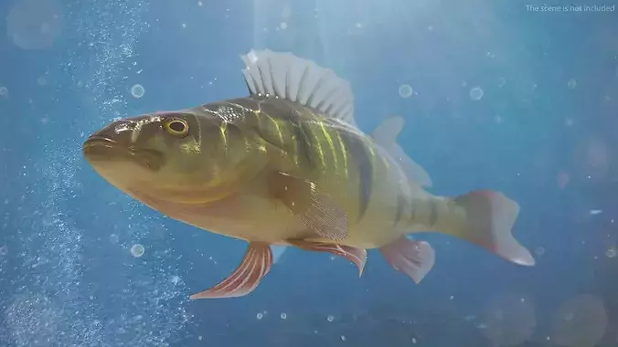 Yellow Perch Fish Rigged for Cinema 4D 3D model 3
