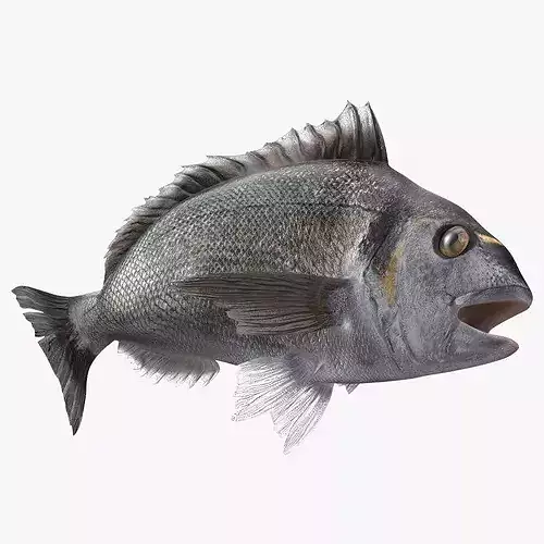 Dorada Fish Rigged for Maya 3D model