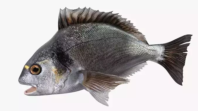Dorada Fish Rigged for Maya 3D model 2