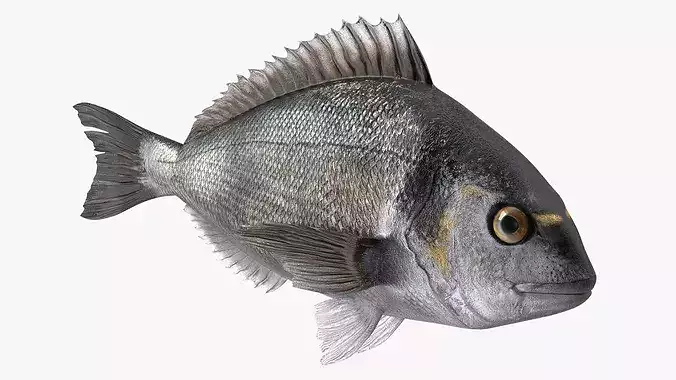 Dorada Fish Rigged for Maya 3D model 3