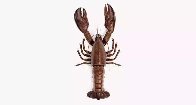 Lobster - Detailed Realistic Crustacean Homarus Americanus 3D model
